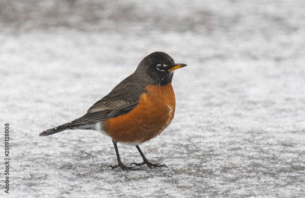Fototapeta premium Robin in snow