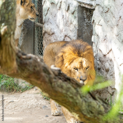 Canvas Print The caged lion, wild animals in captivity