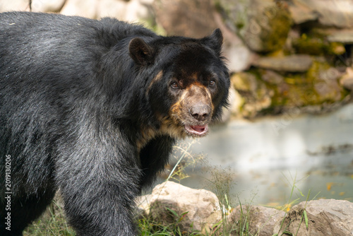 Foto Endangered species: the spectacled bear.