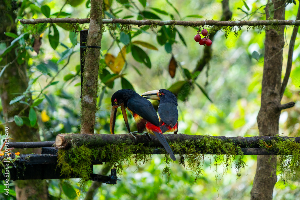 Fototapeta premium A pair of toucans in captivity, on display at the zoo