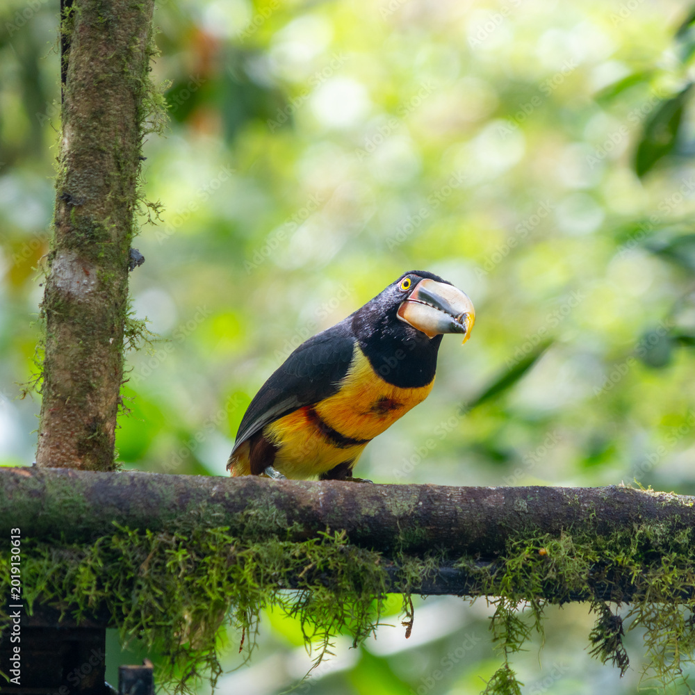 Fototapeta premium A pair of toucans in captivity, on display at the zoo