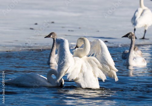Quadro su tela Swan fight