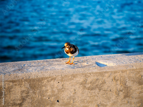 Φωτογραφία A Ruddy Turnstone Resting on a Concrete Railing
