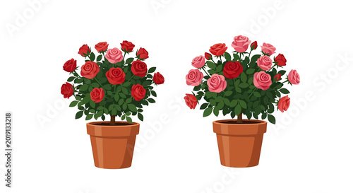 Red and pink blooming rose bushes in clay pots