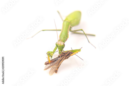 praying mantis eats a grasshopper close-up on a white background. Hunting in the world of insects. Prey for eating insects