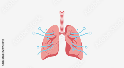 Photos Stylized illustration of the human respiratory system showing air flow in lungs