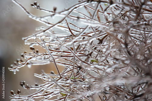 Icicles on icy tree branches. temperature swing season and winter weather in autumn