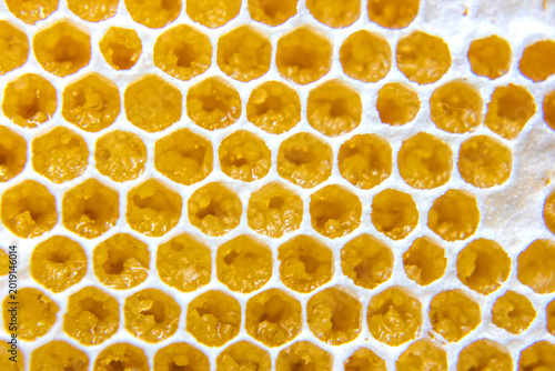 Honeycomb structure shows hexagonal cells filled with golden honey and wax, showcasing the work of bees and their hive