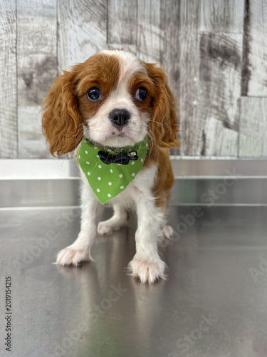 Dapper Cavalier