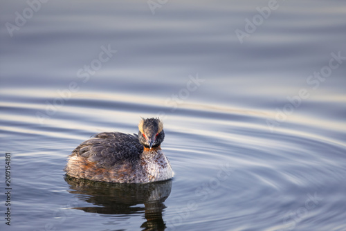 Photos Horned Grebe (Podiceps auritus) in breeding plumage swimming in LaSalle Park, Burlington, Ontario, Canada