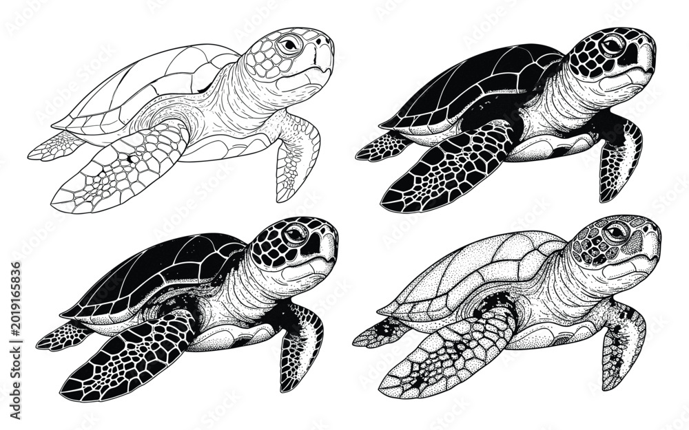 Fototapeta premium Black and white sea turtle graphics for aquatic themed apparel and ocean projects