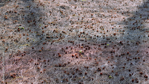 Fotografie a vast expanse of dry pine leaf litter covering the surface of the ground with a
