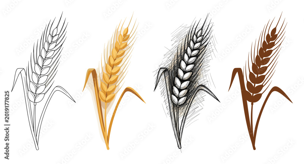 Obraz premium Various styles of wheat ear plant for agriculture farming food product branding and packaging design