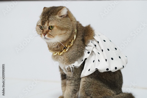 Canvas Print Cat brown fur white dress polka dot gold necklace sitting indoor cute pet fashio