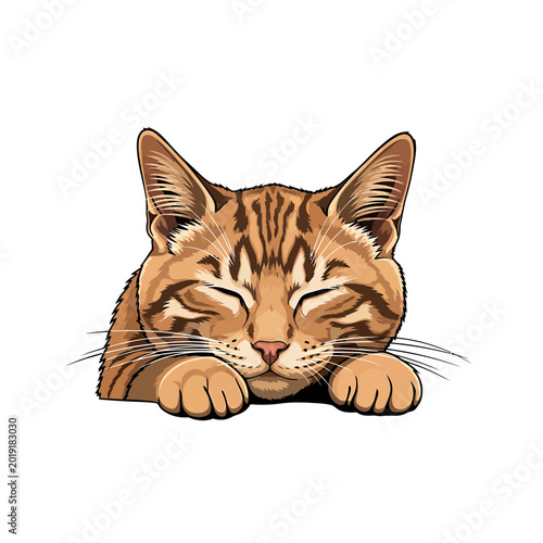 Sleeping Orange Tabby Cat Resting Head on Paws