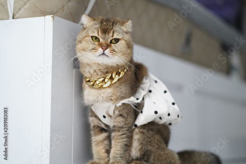 Fotografie Cat brown fur gold necklace white dress polka dot sitting indoor pet cute fashio