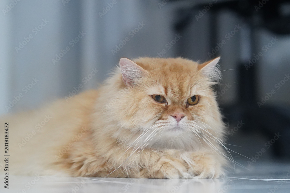 Fototapeta premium Fluffy cat long hair orange fur yellow eyes relaxed lying indoor pet cute whiskers calm domestic feline animal soft adorable mammal resting floor home peaceful gentle purebred Persian luxury