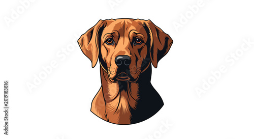 Rhodesian Ridgeback Dog Portrait on White Background