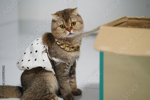 Tablou pe pânză Cat pet feline brown dress polka dot cute collar gold sitting box domestic anima