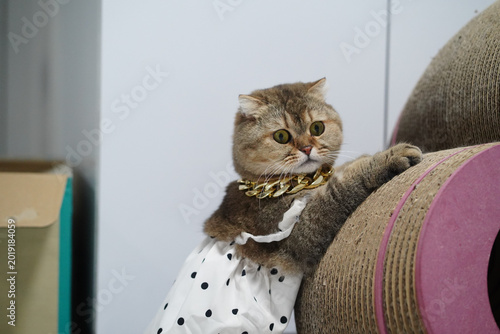 Fotografi Cat pet feline Scottish Fold brown white polka dot dress gold chain cute playful