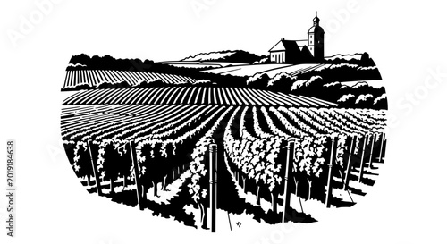 Vineyard landscape with rows of grapes and rural church on a hill
