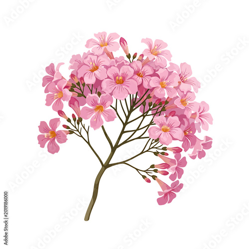 Blooming Pink Trumpet Tree Flowers on Branch Isolated on White