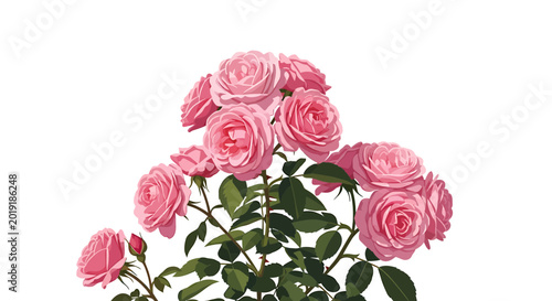 Lush Pink Rose Bush with Green Foliage Isolated on White