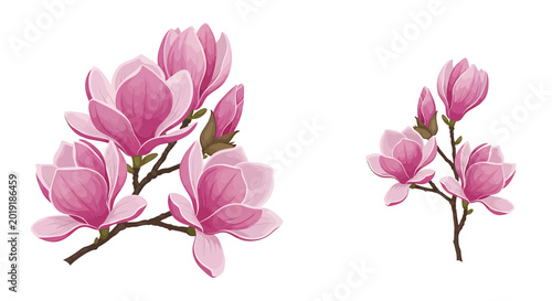 Pink Magnolia Tree Branches with Blooming Flowers and Buds