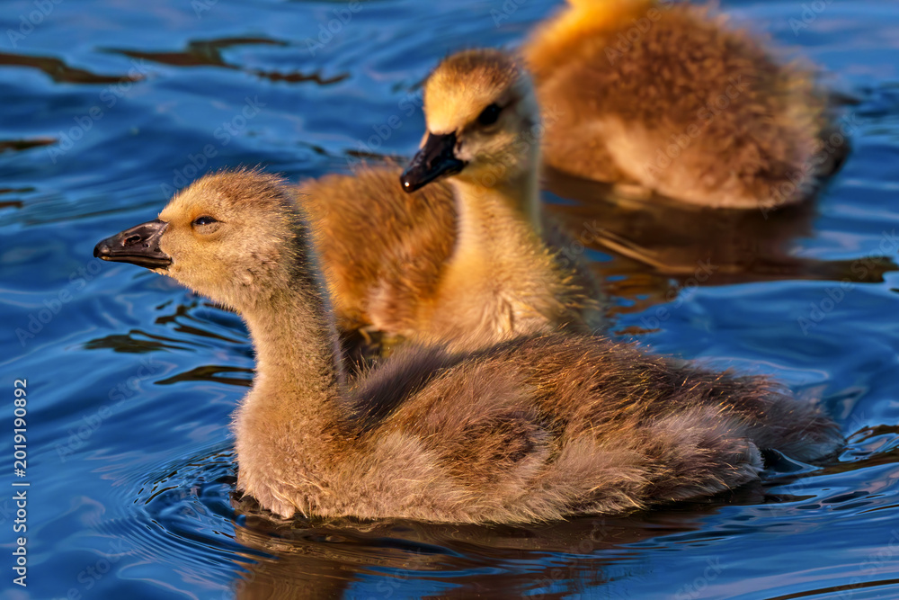 Foto Canada Goose gosling squints in morning sunlight