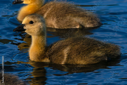 Canvas-taulu Canada Goose gosling at sunrise in Idaho