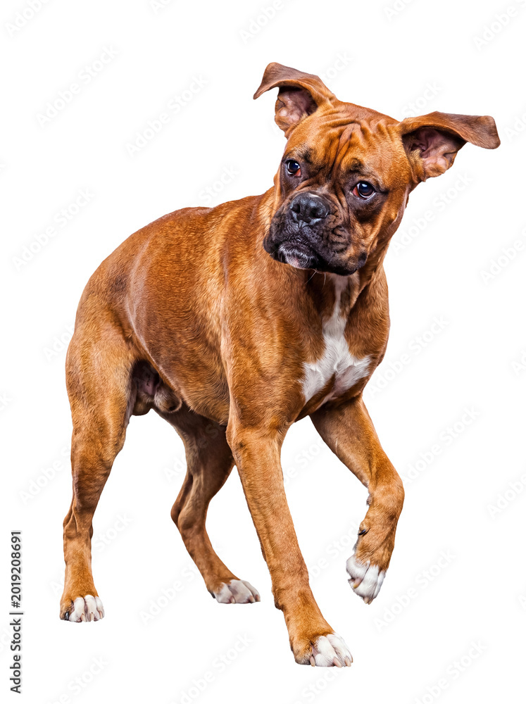 Fototapeta premium Playful fawn boxer dog standing with a tilted head and raised paw, featuring its distinctive white chest.