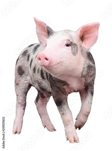 Young speckled piglet standing gracefully with a curious expression.
