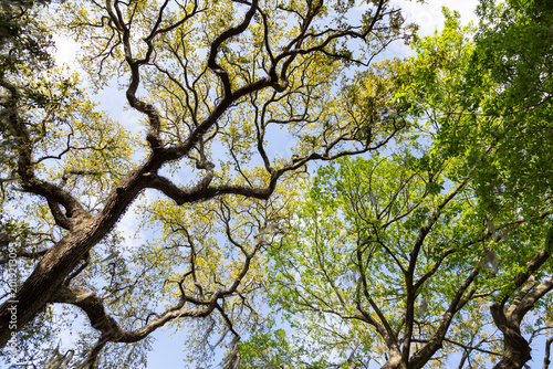 tree branches against blue sky