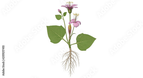 Foto Detailed illustration of flowering plant.
