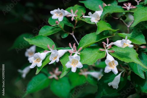 White Abelia spathulata flowers blooming beautifully in the garden.