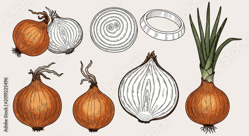 Onion icons, onion illustrations, vegetable graphics, food elements, 6 icons