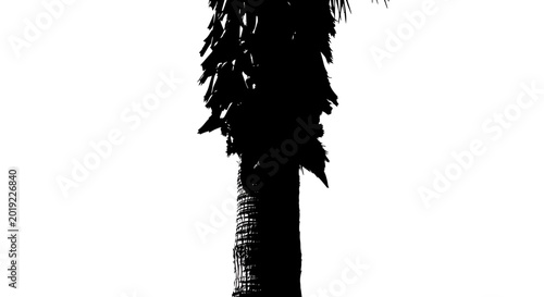 Black Silhouette of Tropical Palm Tree Trunk and Fronds