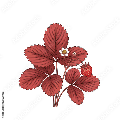 Vintage Botanical Strawberry Plant with Red Leaves Flower and Fruit