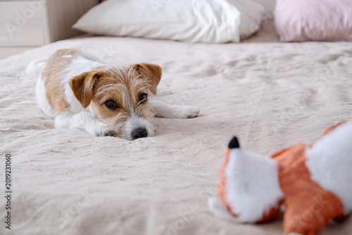Bild auf Leinwand Small Jack Russell terrier dog lying on cozy bed looking at plush toy fox