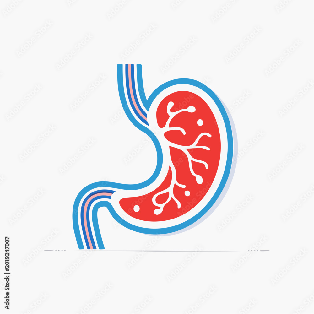 Fototapeta premium Stylized Illustration of Human Stomach Anatomy
