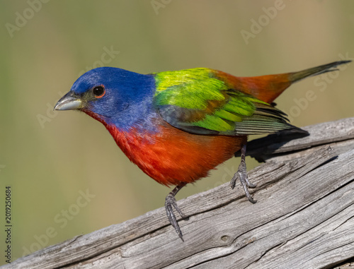 Male Painted Bunting in the Wichita Mountains