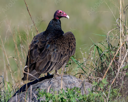 Turkey Vulture perched on a rock in the Wichita Mountains