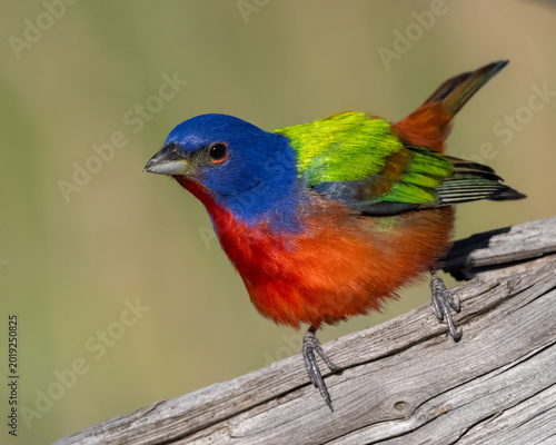 Male Painted Bunting in the Wichita Mountains