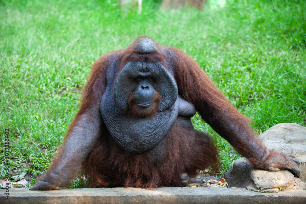 Obraz premium Flanged Adult Male Orangutan Sitting Calmly Behind a Stone Ledge