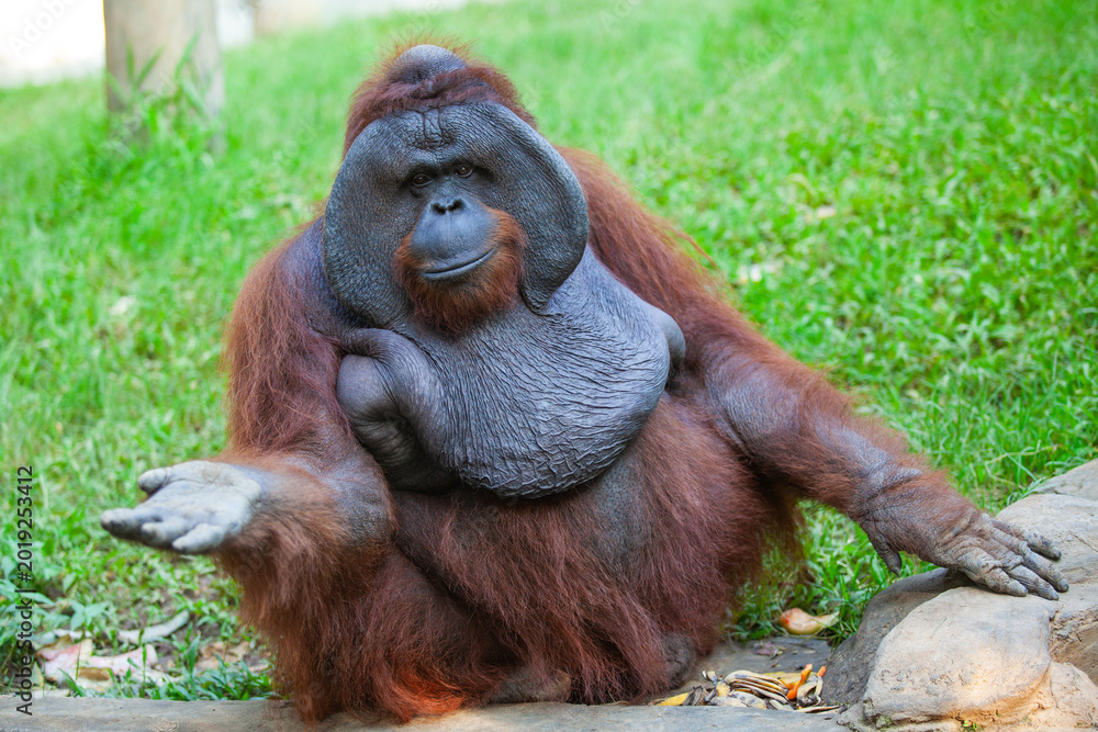 Obraz premium Flanged Male Orangutan Sitting on Grass and Gesturing with Open Hand