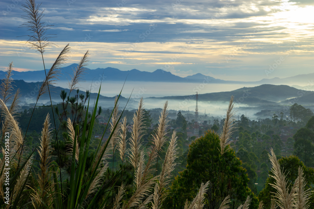 Fototapeta premium Misty Mountain Valley at Sunrise with Wild Pampas Grass Foreground