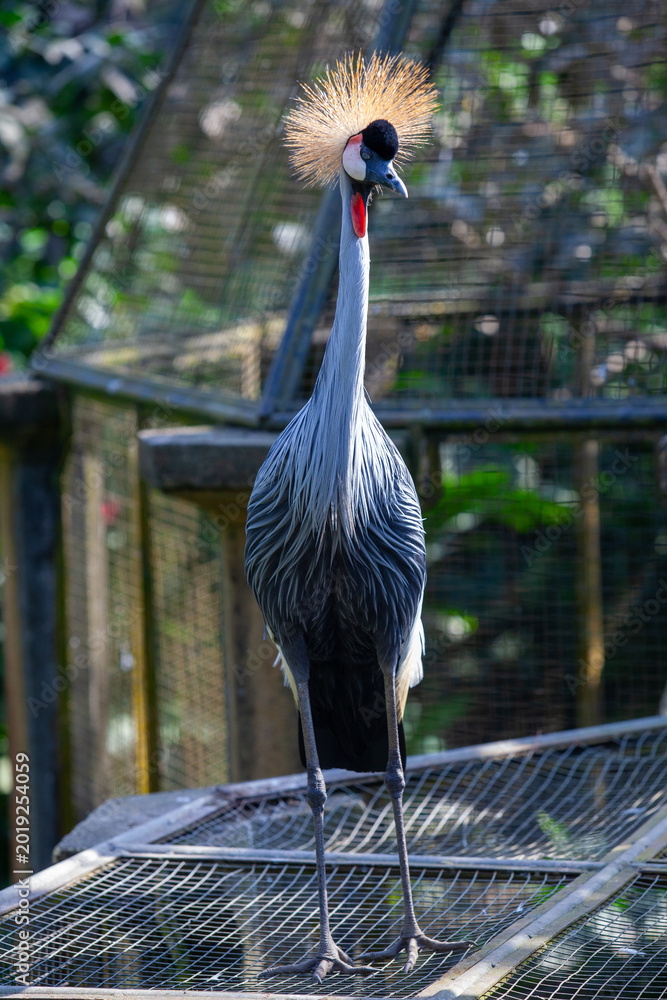 Fototapeta premium Elegant Grey Crowned Crane Standing on Mesh Platform in Sanctuary