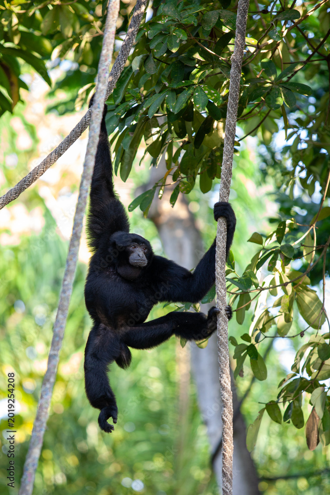 Obraz premium Siamang Gibbon Swinging on Vines in Tropical Forest Canopy