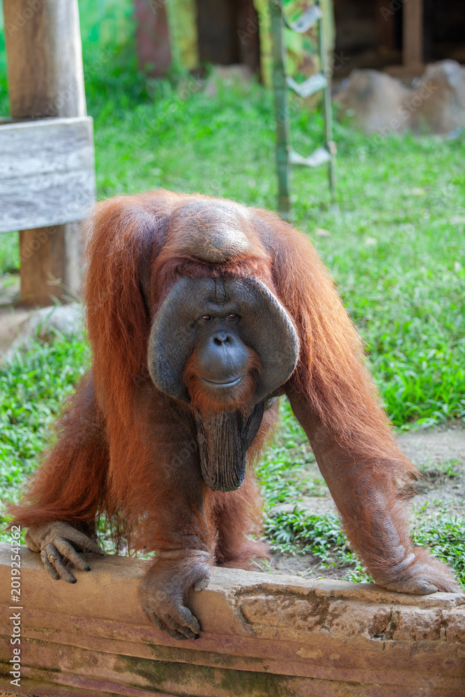 Obraz premium Flanged Adult Male Orangutan Standing on a Low Wall in Tropical Setting