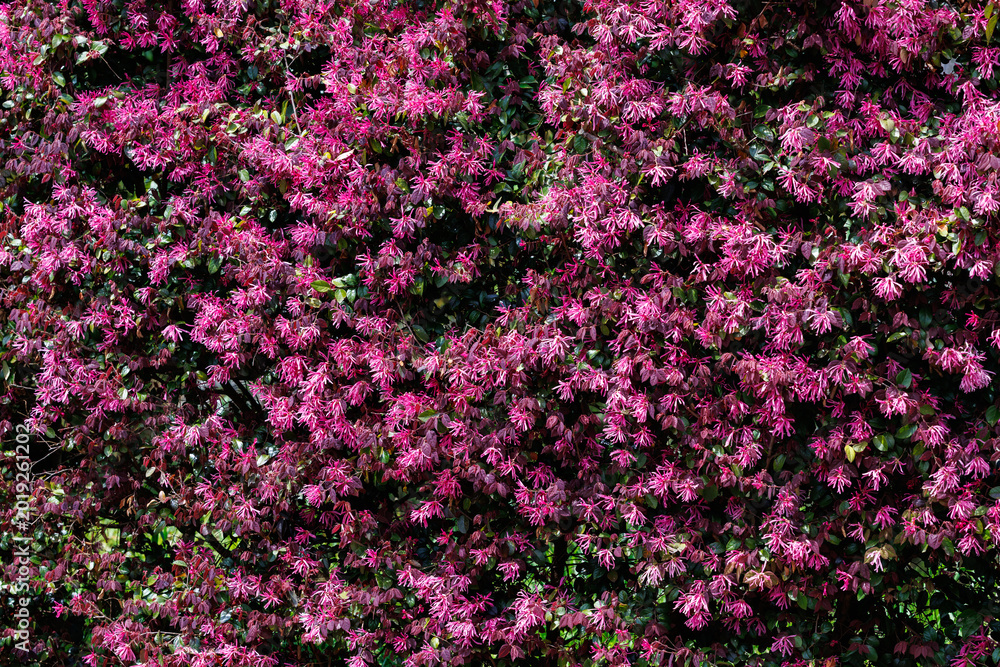 Obraz premium Chinese fringe bush flowers blooming in the garden hedge.